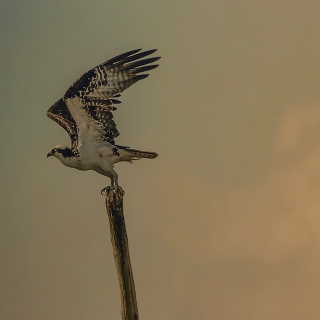 An osprey landing on a wooden post, shared on Instagram